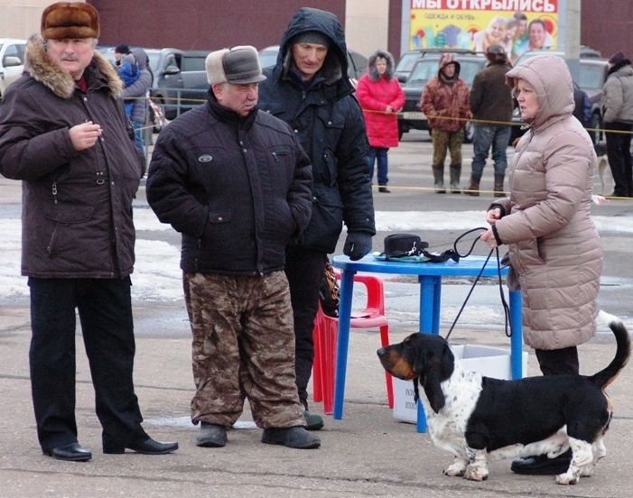 ЯРОСЛАВЛЬ 2017Бассет-хаунд.jpg