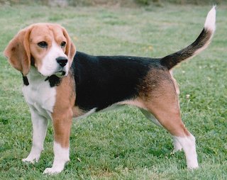 beagles2.jpg